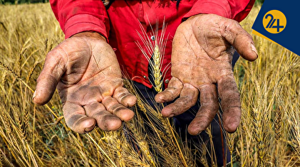 رئیس بنیاد گندم‌کاران: دولت هنوز ۵۰ همت به گندم‌کاران بدهکار است