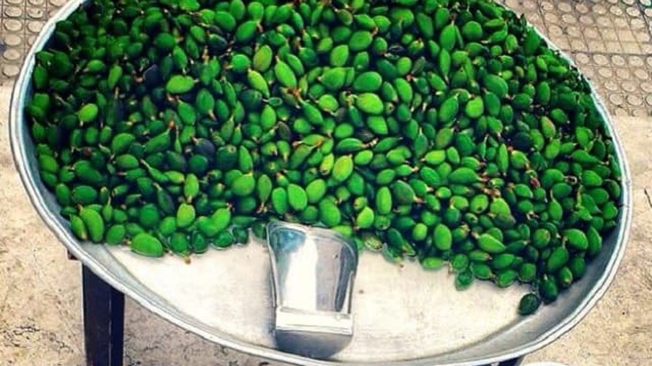 نوبر چغاله بادام کیلویی ۲.۵ میلیون تومان! نوبر چغاله بادام کیلویی ۲.۵ میلیون تومان!