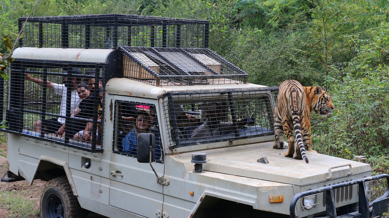 ببینید| مردن شیر ماده باردار مقابل تماشاگران سافاری الیمانات! ببینید| مردن شیر ماده باردار مقابل تماشاگران سافاری الیمانات!