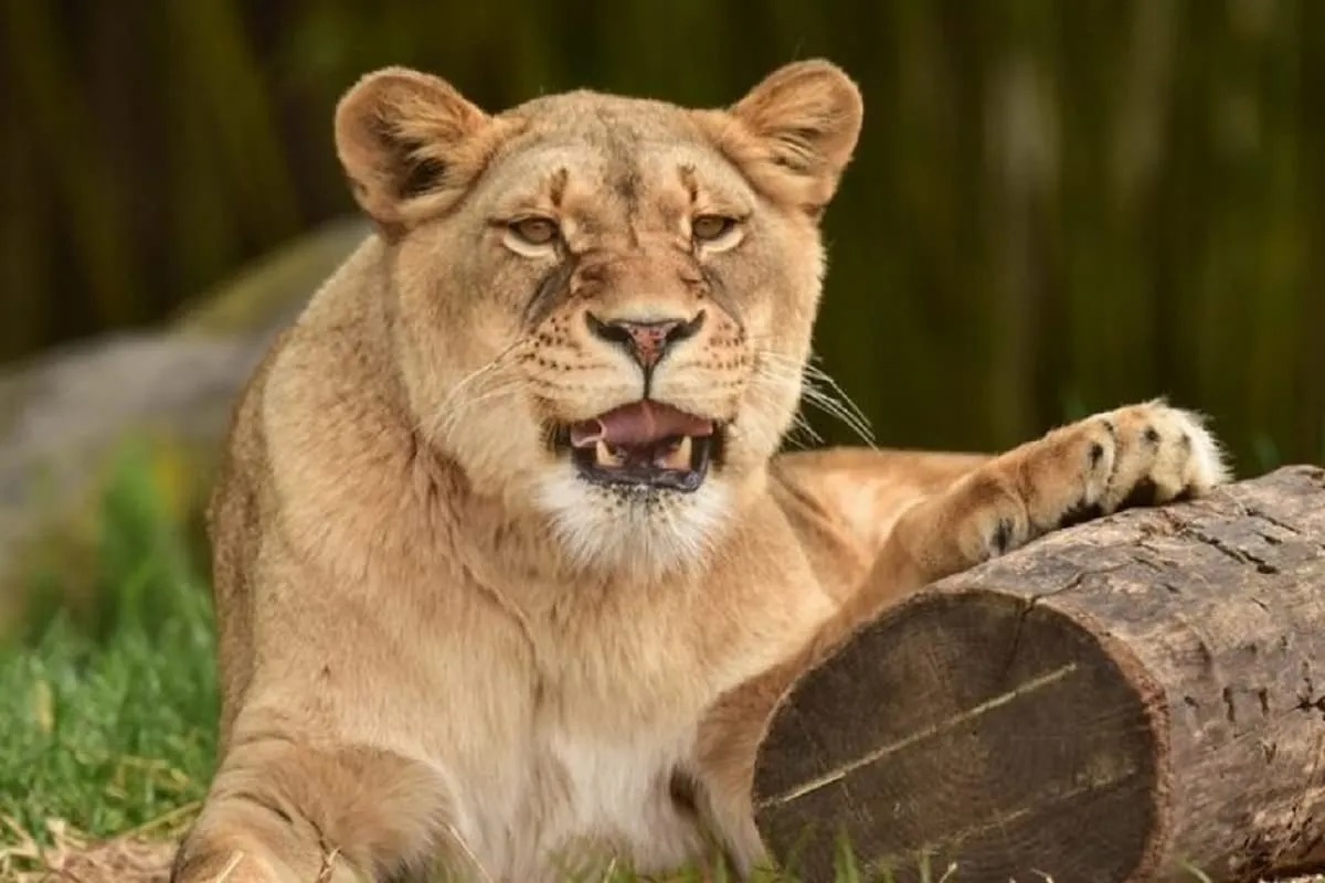 ابهام درباره مرگ شیر ماده الیمالات؛ زایمان سخت یا حمله ببر؟ ابهام درباره مرگ شیر ماده الیمالات؛ زایمان سخت یا حمله ببر؟