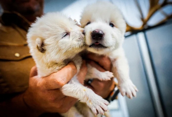 همه چیز درباره تولد گونه منقرضشده گرگ وحشت همه چیز درباره تولد گونه منقرضشده گرگ وحشت