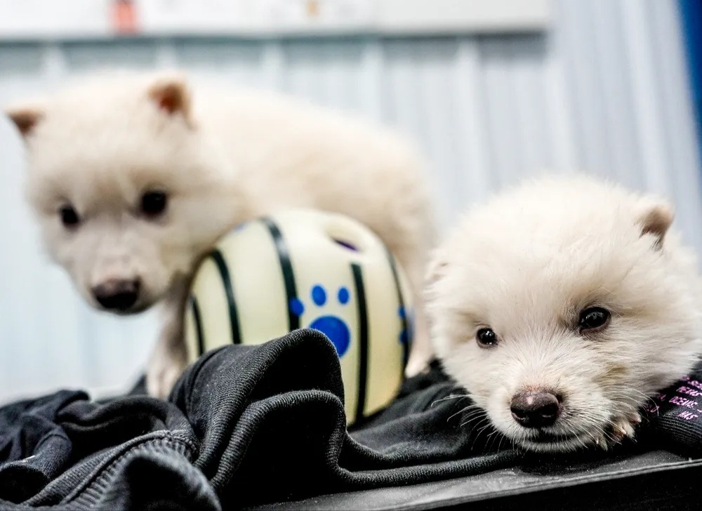 همه چیز درباره تولد گونه منقرضشده گرگ وحشت همه چیز درباره تولد گونه منقرضشده گرگ وحشت