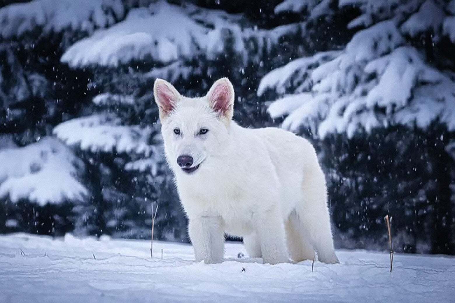 همه چیز درباره تولد گونه منقرضشده گرگ وحشت همه چیز درباره تولد گونه منقرضشده گرگ وحشت