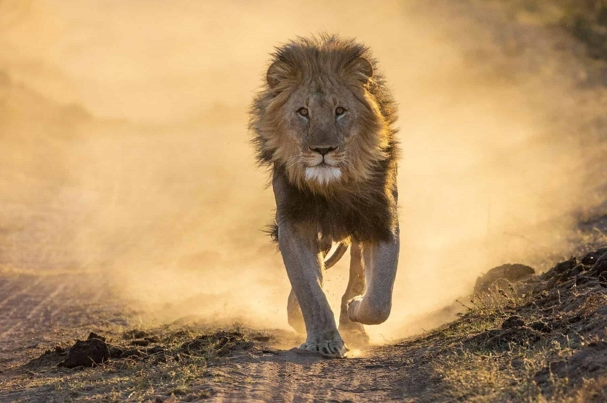علت مرگ ماده شیر مجموعه گردشگری الیمالات اعلام شد علت مرگ ماده شیر مجموعه گردشگری الیمالات اعلام شد