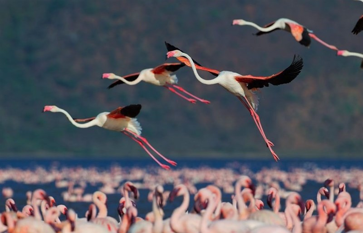 ببینید| تصاویر رویایی از پرواز فلامینگوها روی دریاچه مهارلو ببینید| تصاویر رویایی از پرواز فلامینگوها روی دریاچه مهارلو