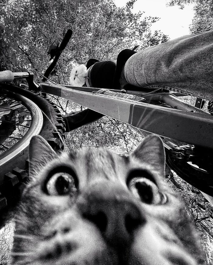 زوایایی عجیب و بامزه از گربههای تهران +تصاویر زوایایی عجیب و بامزه از گربههای تهران +تصاویر