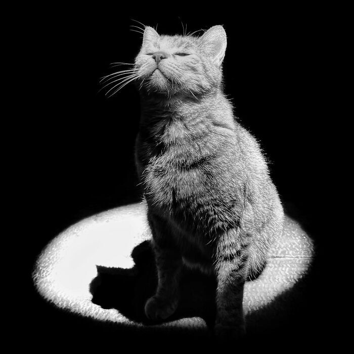 زوایایی عجیب و بامزه از گربههای تهران +تصاویر زوایایی عجیب و بامزه از گربههای تهران +تصاویر