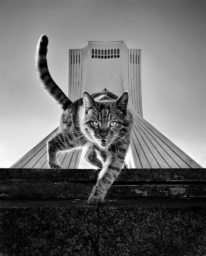 زوایایی عجیب و بامزه از گربههای تهران +تصاویر زوایایی عجیب و بامزه از گربههای تهران +تصاویر