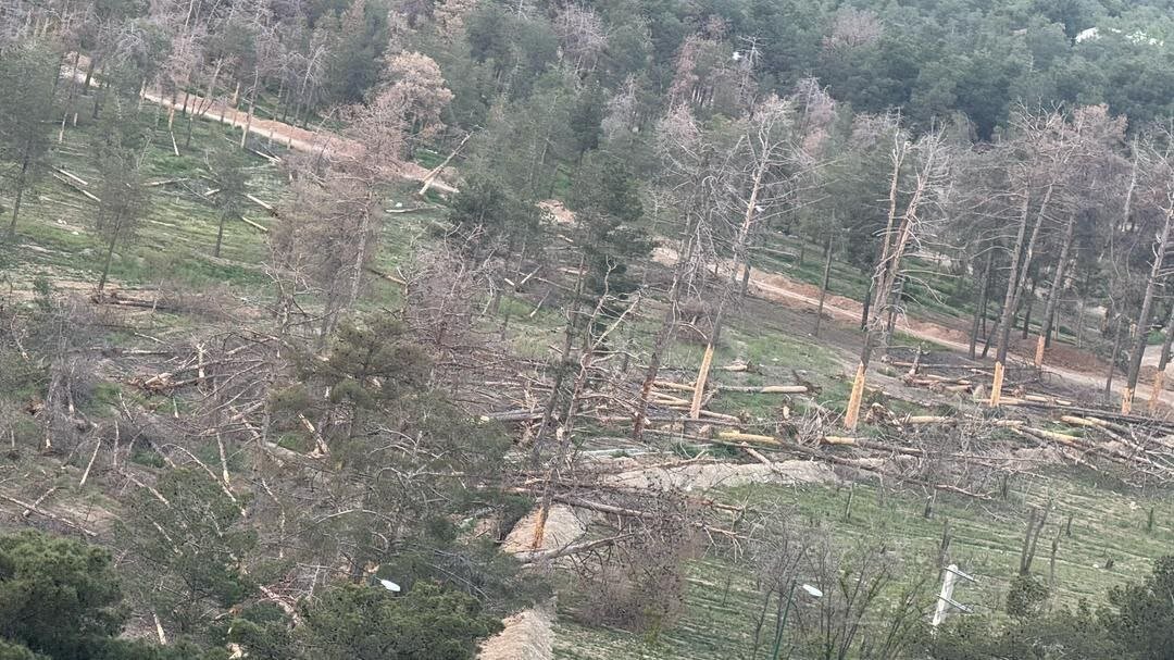 خشکسالیهای مکرر و مرگ بیصدای درختان بوستان چیتگر خشکسالیهای مکرر و مرگ بیصدای درختان بوستان چیتگر