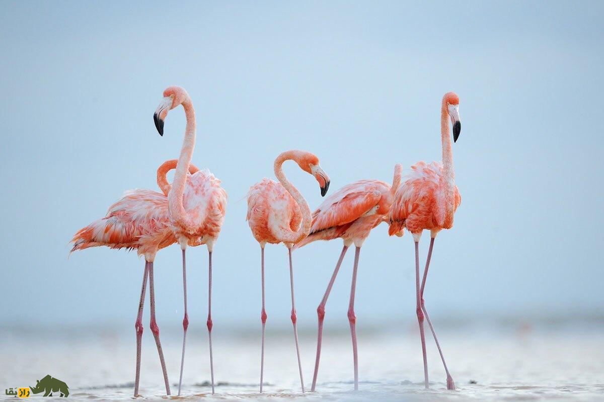 ببینید| حضور فلامینگوها در فرودگاه بجنورد ببینید| حضور فلامینگوها در فرودگاه بجنورد
