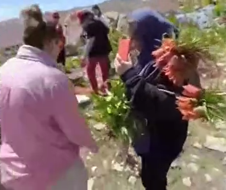 ببینید| غارت وحشیانه لالههای واژگون ببینید| غارت وحشیانه لالههای واژگون