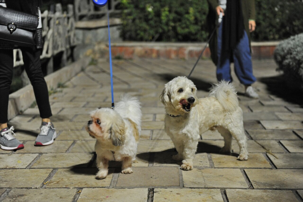 هر گونه سگگردانی از ۱۶ خرداد ممنوع است هر گونه سگگردانی از ۱۶ خرداد ممنوع است
