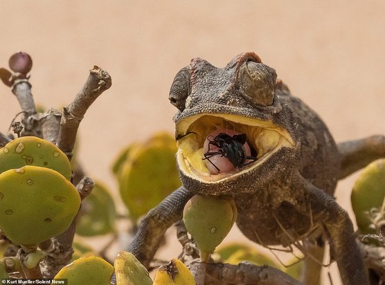 آفتاب پرست