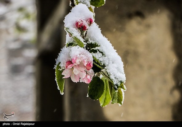 بارش برف بهاری در گیلان