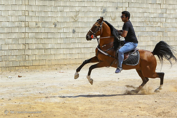 تولید و پرورش اسب