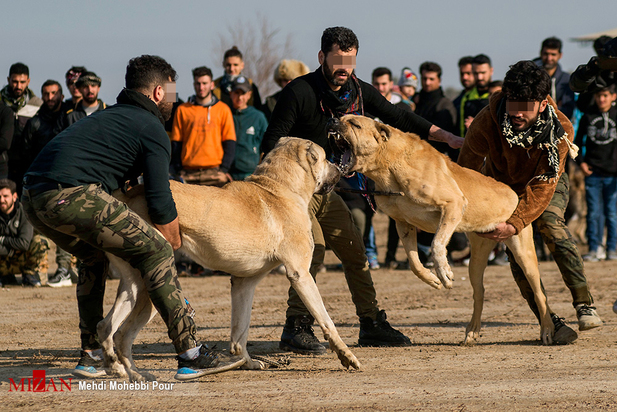 جنگ خونین سگ‌ها