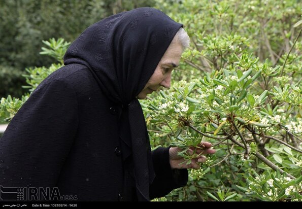 پروانه معصومی