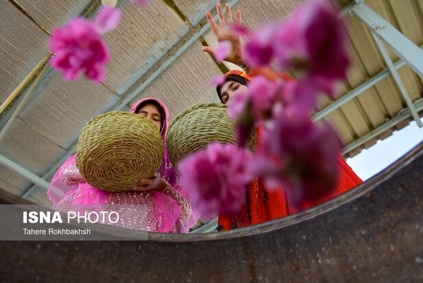 جشنواره گلابگیری