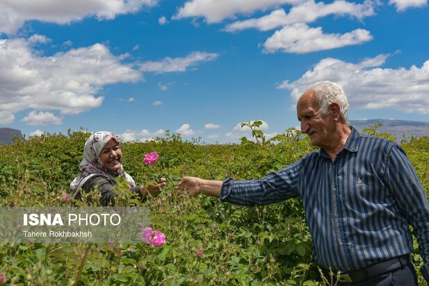 جشنواره گلابگیری