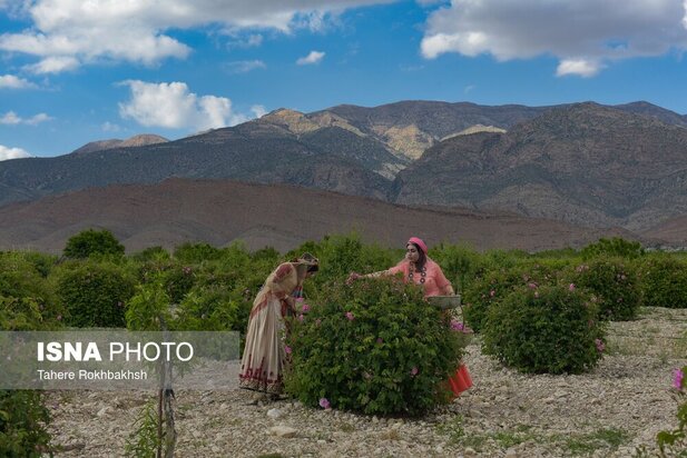 جشنواره گلابگیری