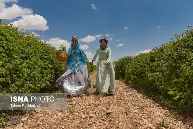 جشنواره گلابگیری