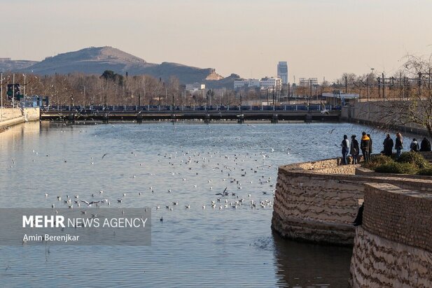 مرغان دریایی