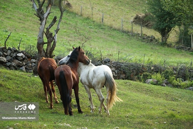 اسب مازندران