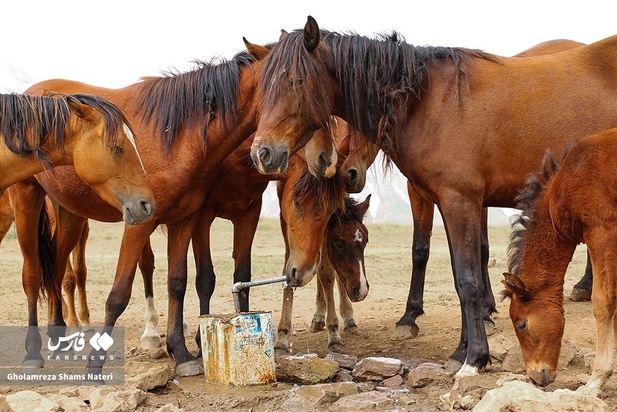 اسب مازندران