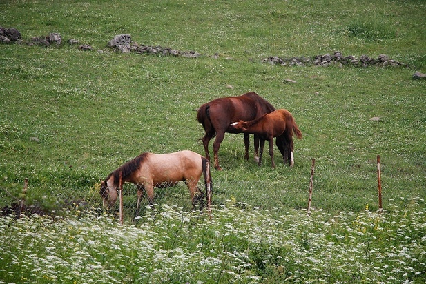 اسب مازندران