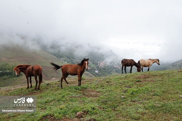 اسب مازندران