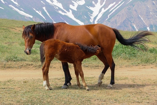 اسب مازندران