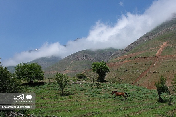 اسب مازندران