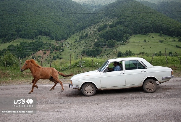 اسب مازندران