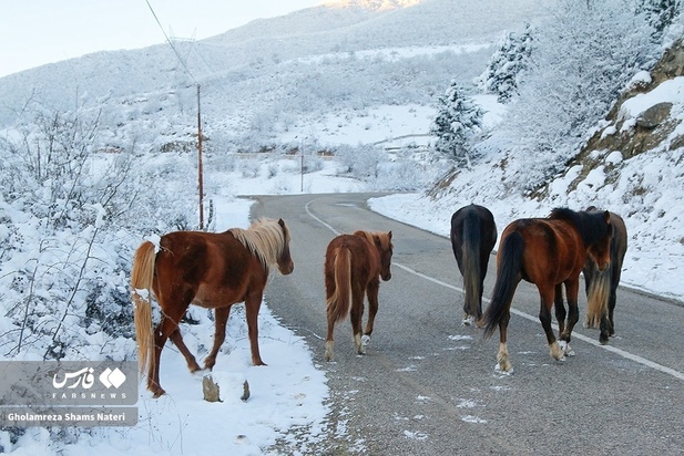 اسب مازندران