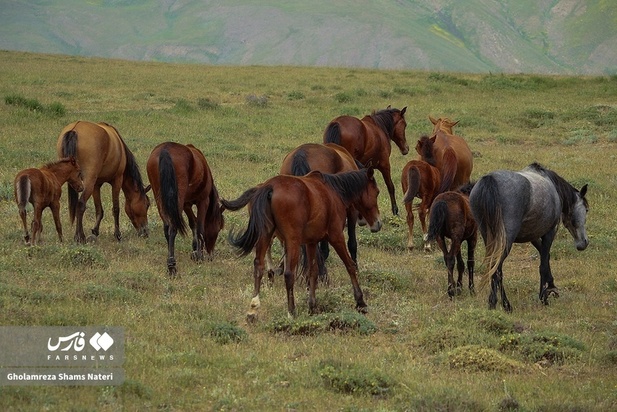 اسب مازندران