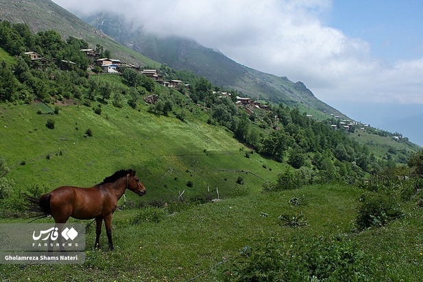 اسب مازندران